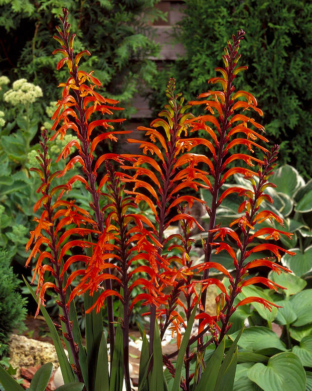 Chasmanthe floribunda