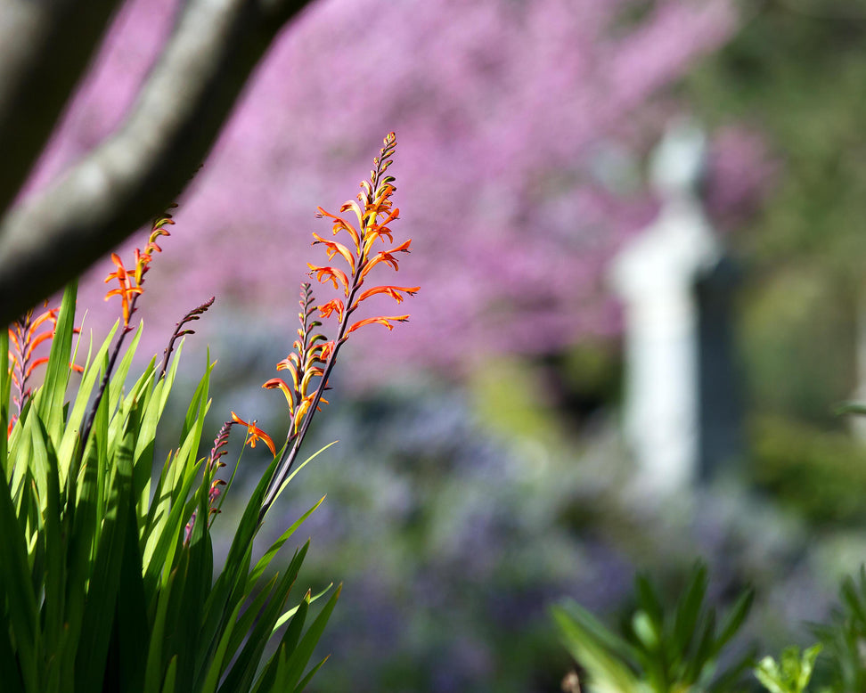 Chasmanthe floribunda