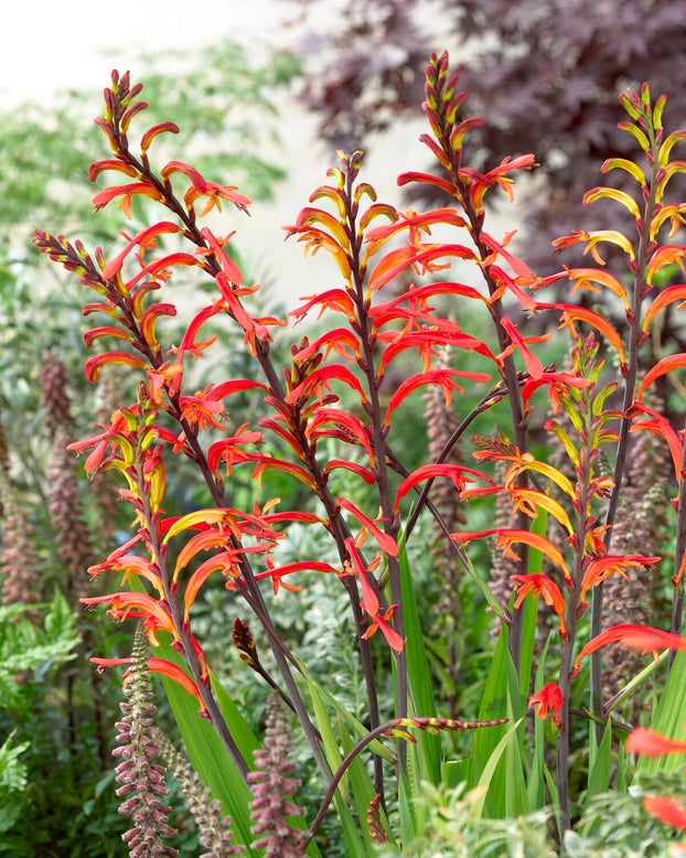 Chasmanthe 'Saturnus'