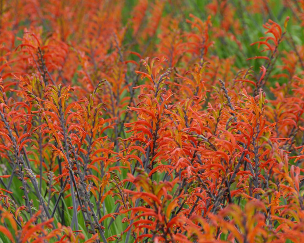 Chasmanthe 'Saturnus'