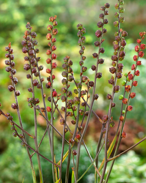 Chasmanthe 'Saturnus'