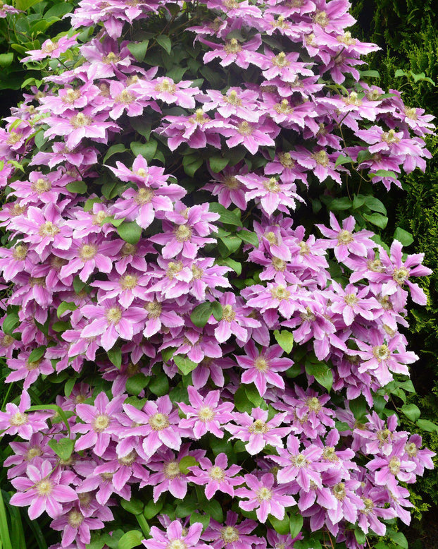 Clematis 'Doctor Ruppel'