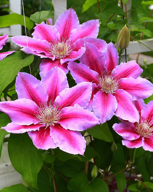 Clematis 'Doctor Ruppel'