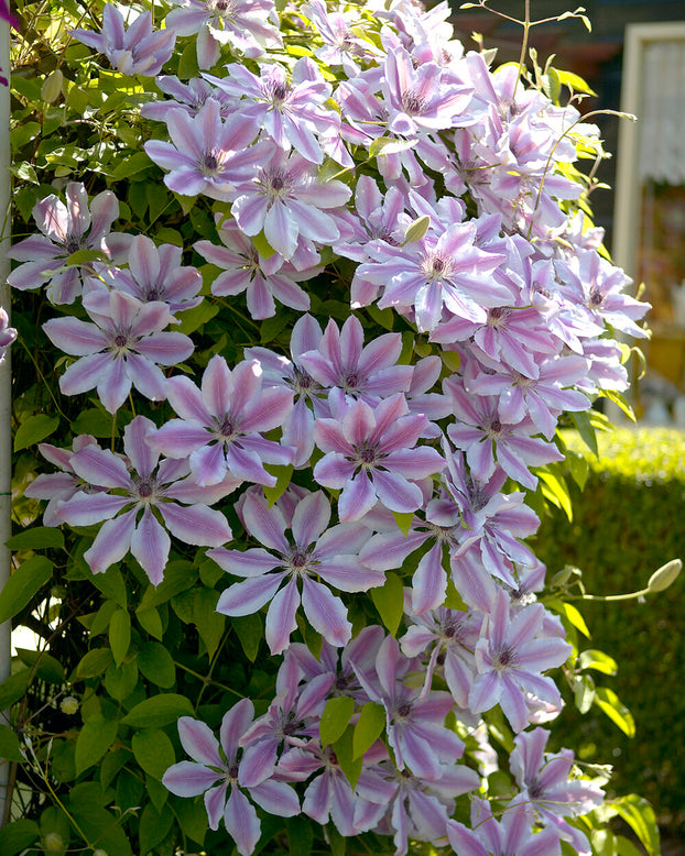 Clematis 'Nelly Moser'