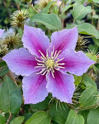 Clematis 'Piilu' Clematis 'Piilu'