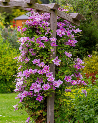 Clematis 'Piilu' Clematis 'Piilu'