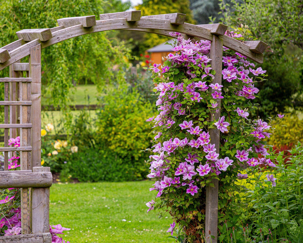 Clematis 'Piilu'