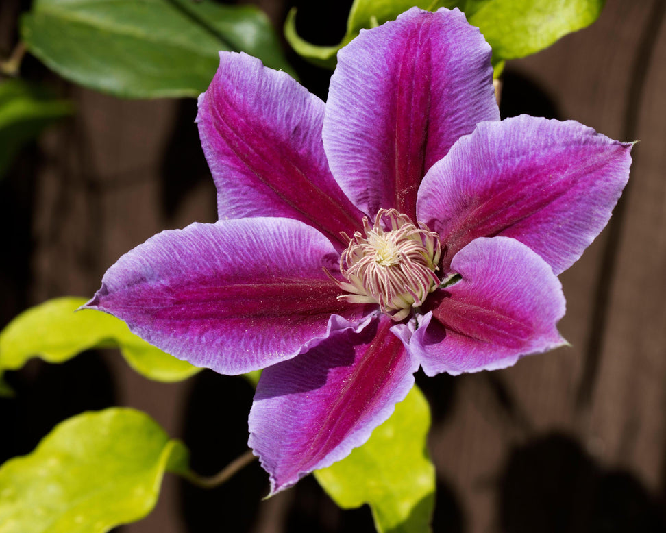 Clematis 'Piilu'