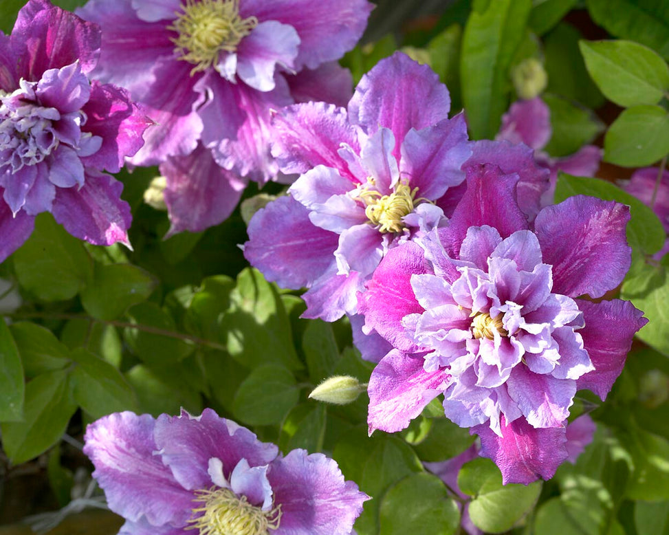 Clematis 'Piilu'