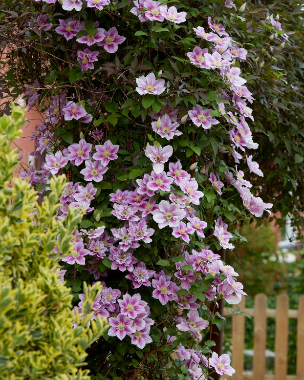 Clematis 'Piilu'