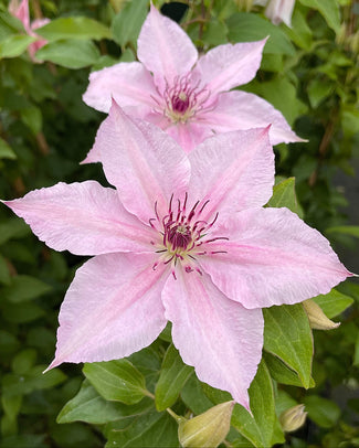 Clematis 'Pink Fantasy' Clematis 'Pink Fantasy'