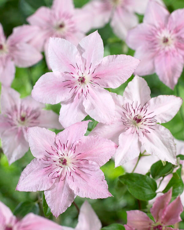 Clematis 'Pink Fantasy'