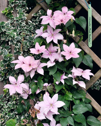 Clematis 'Pink Fantasy' Clematis 'Pink Fantasy'