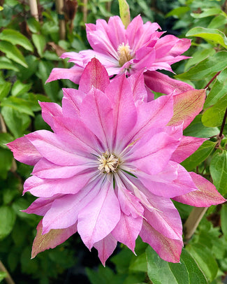 Clematis 'Violet Elizabeth' Clematis 'Violet Elizabeth'