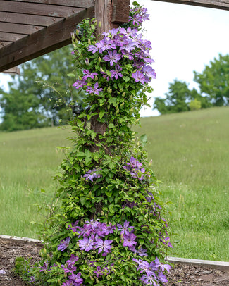 Clematis 'Baltyk' Clematis 'Baltyk'