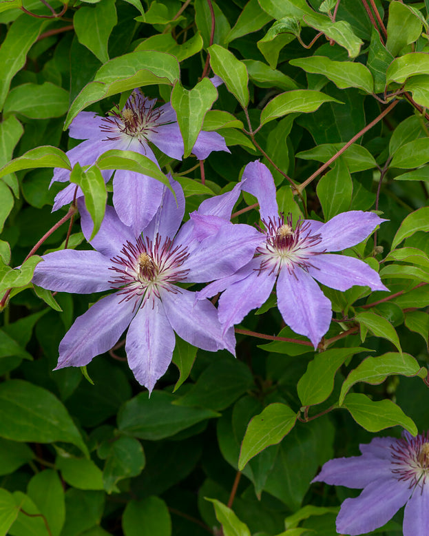 Clematis 'Baltyk'