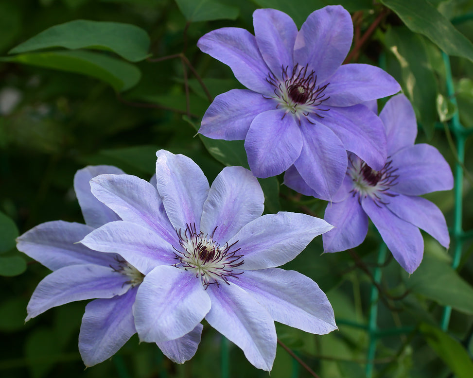 Clematis 'Baltyk'