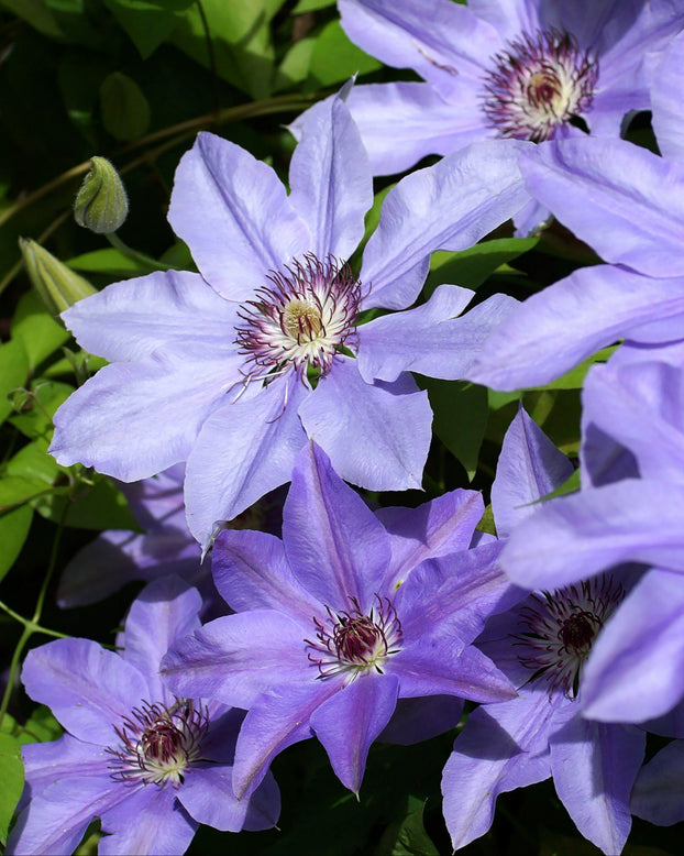 Clematis 'Baltyk'