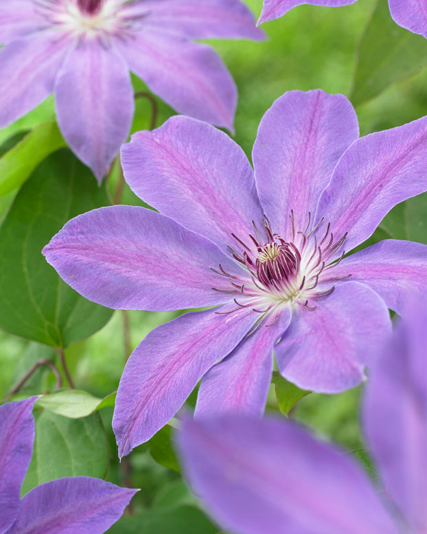 Clematis 'Baltyk'