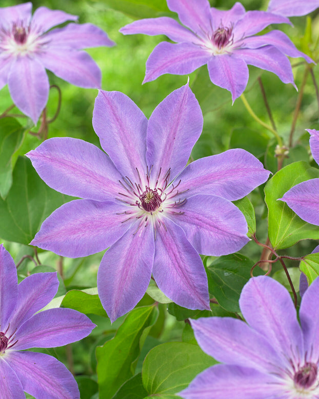 Clematis 'Baltyk'