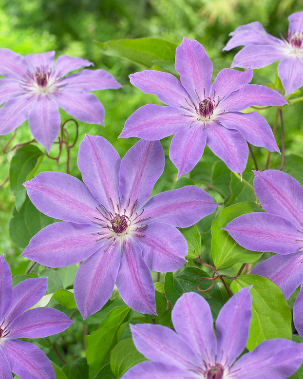 Clematis 'Baltyk'
