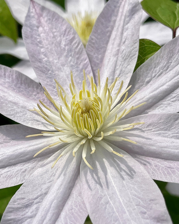 Clematis 'Etoile Nacrée'