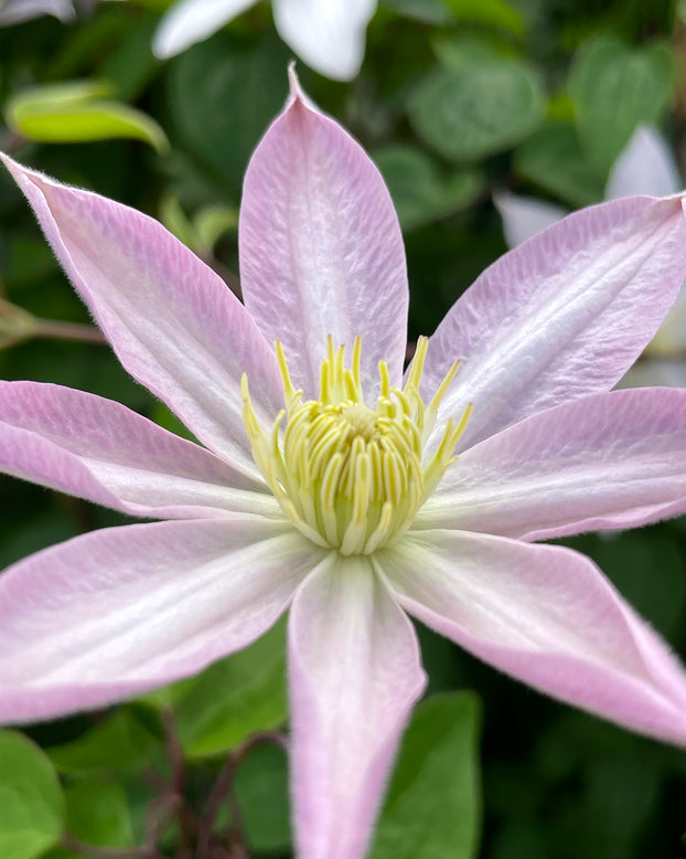 Clematis 'Etoile Nacrée'