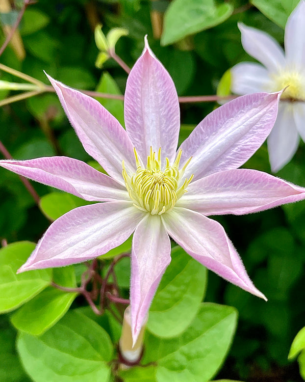 Clematis 'Etoile Nacrée'
