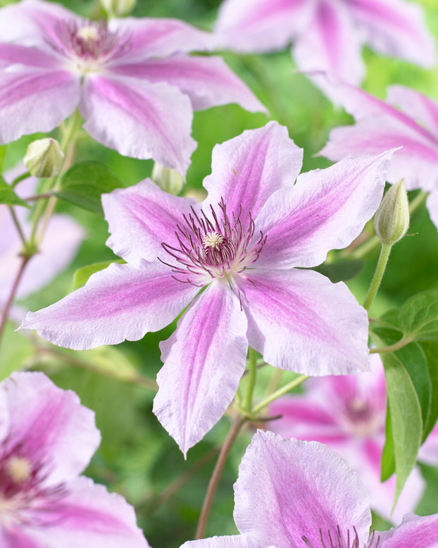 Clematis 'Girenas'