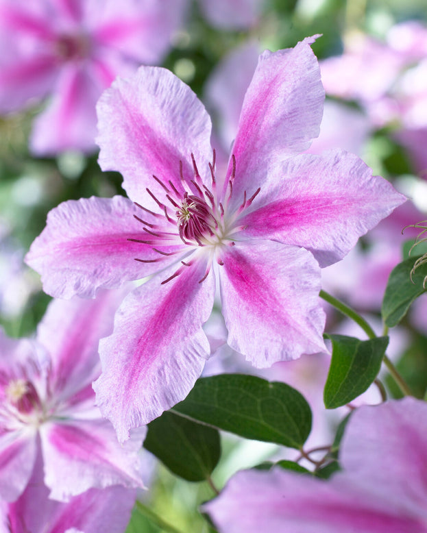 Clematis 'Girenas'
