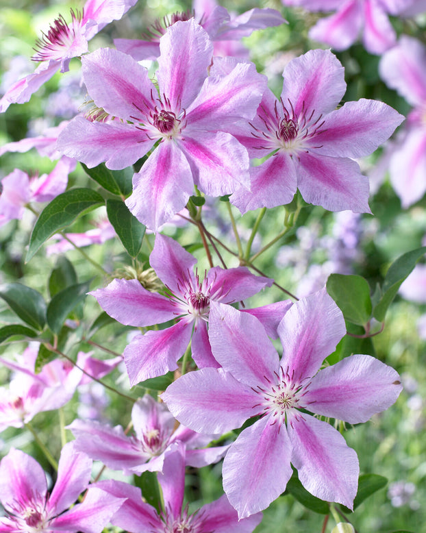 Clematis 'Girenas'