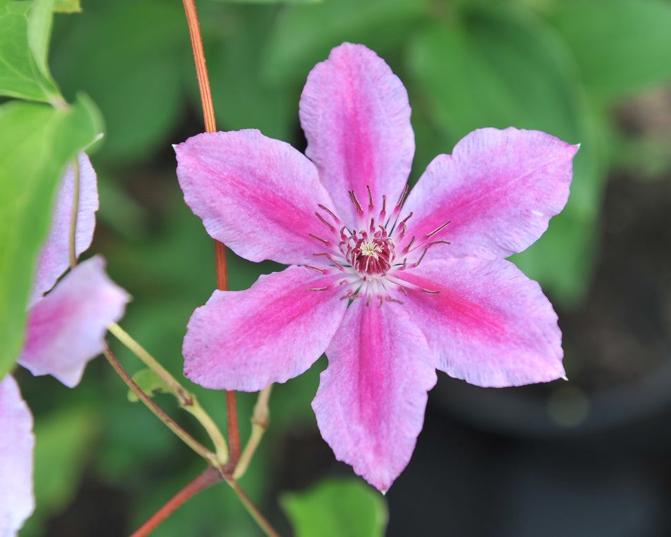 Clematis 'Girenas'