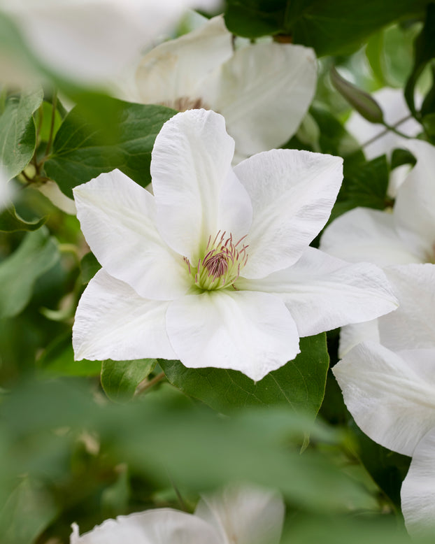 Clematis 'Guernsey Flute'