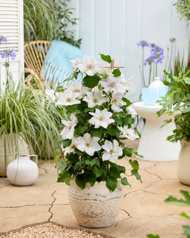 Clematis 'Guernsey Flute'