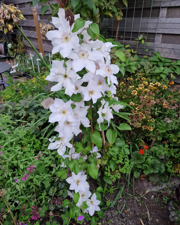 Clematis 'Guernsey Flute'