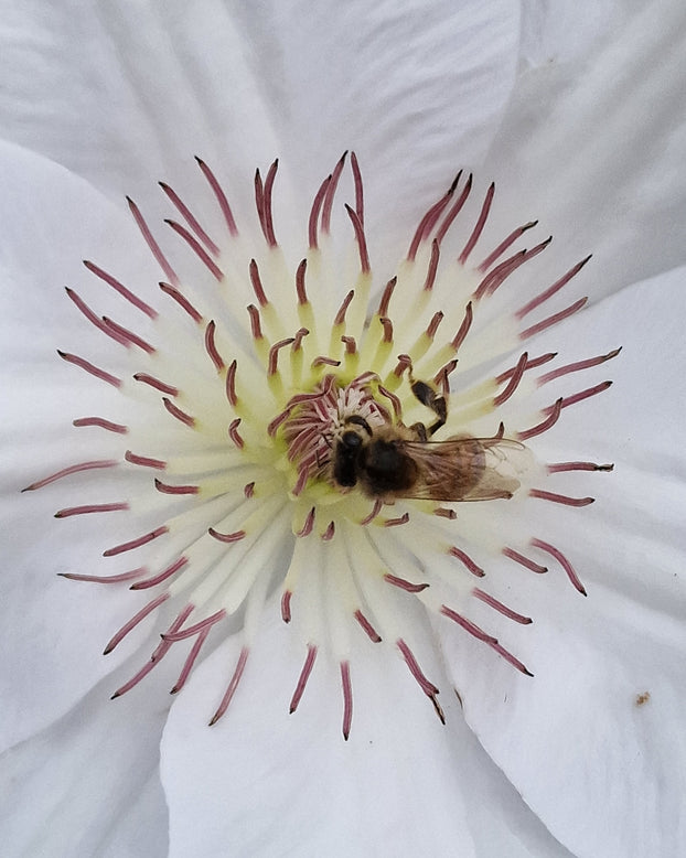Clematis 'Guernsey Flute'