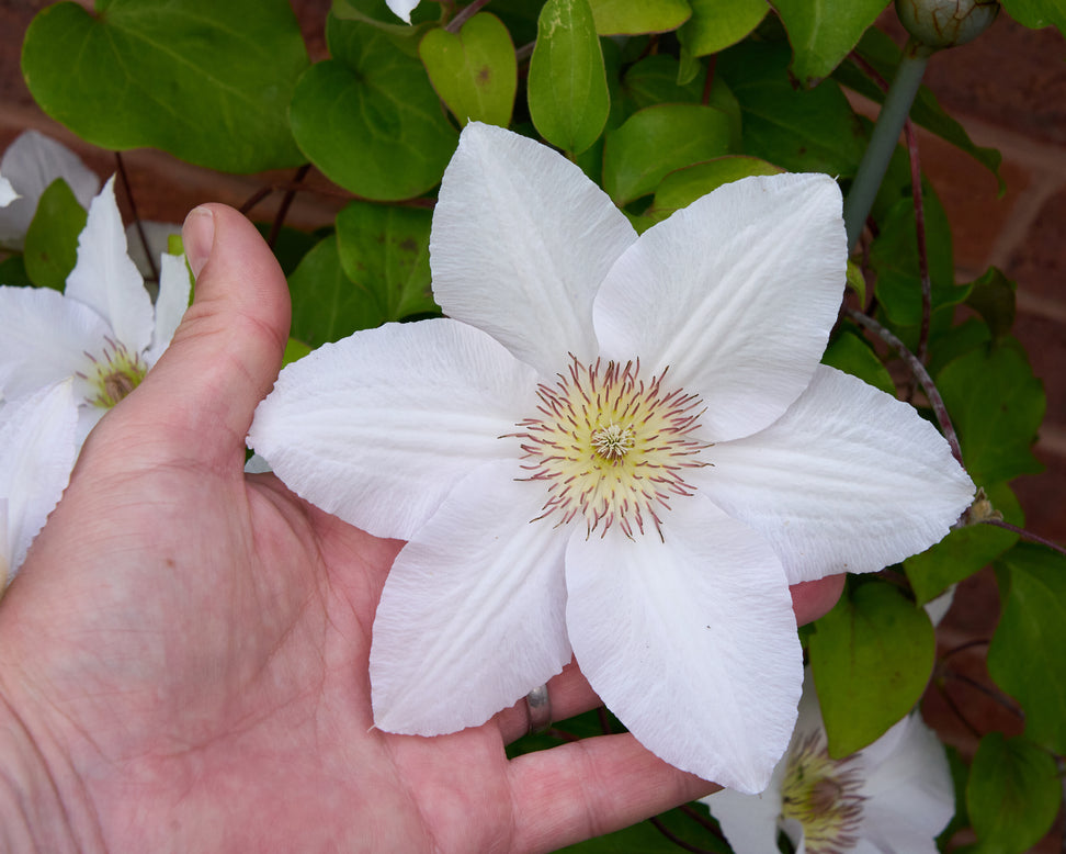 Clematis 'Guernsey Flute'