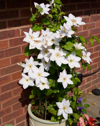Clematis 'Guernsey Flute' White Clematis flower held in a hand with blurred garden background