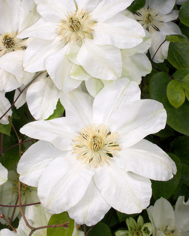 Clematis 'Jackmanii Alba'