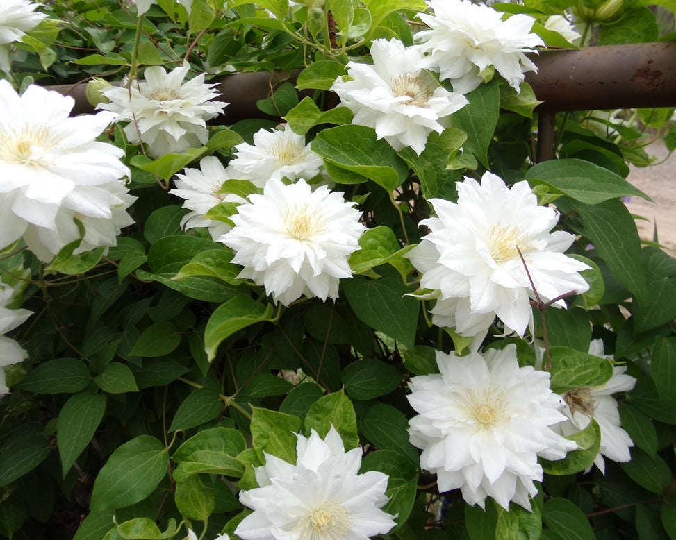 Clematis 'Jackmanii Alba'