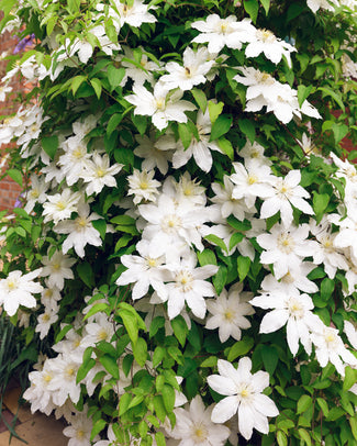 Clematis 'Jackmanii Alba' Clematis 'Jackmanii Alba'