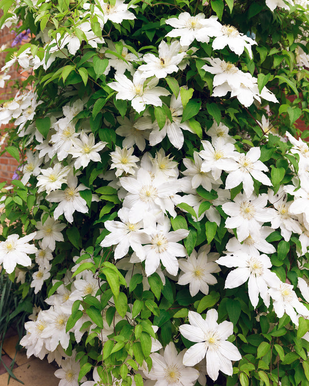 Clematis 'Jackmanii Alba'