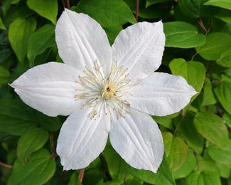 Clematis 'Jackmanii Alba' Clematis 'Jackmanii Alba'