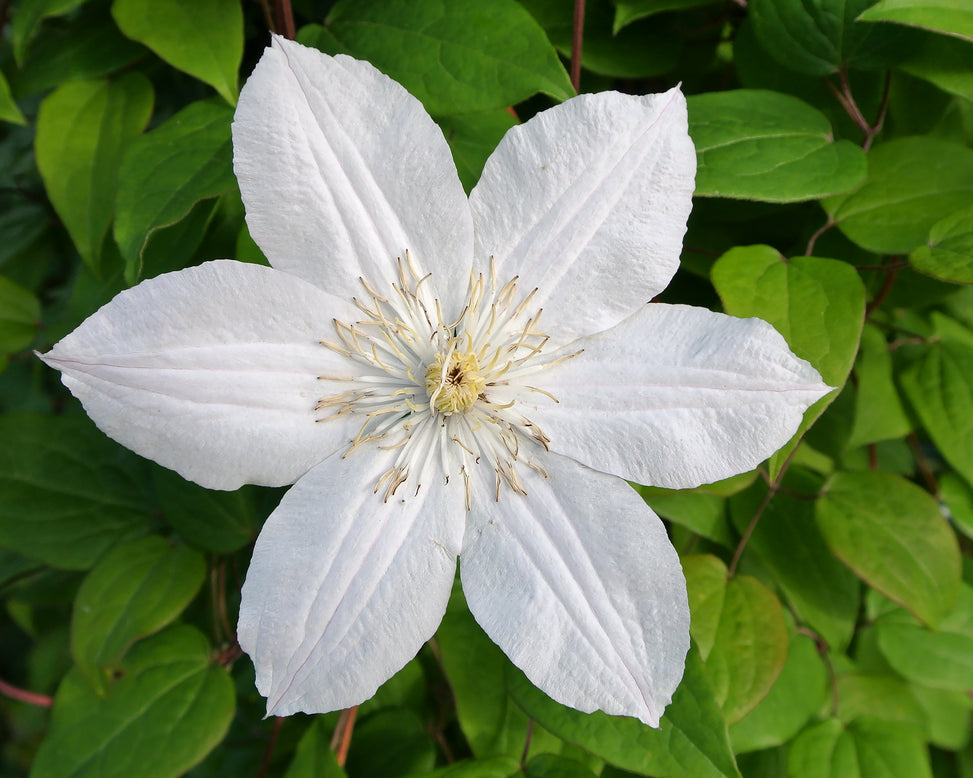Clematis 'Jackmanii Alba'