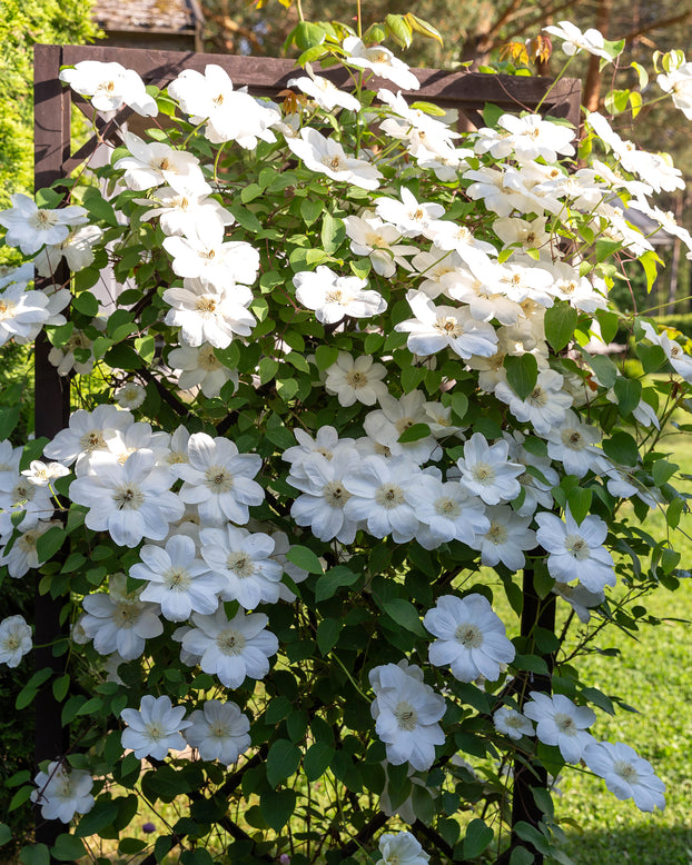Clematis 'Jackmanii Alba'