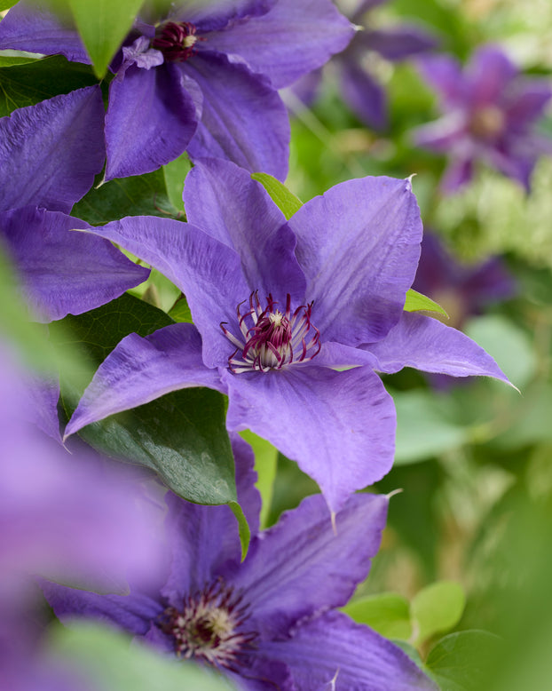 Clematis 'Lindsay'