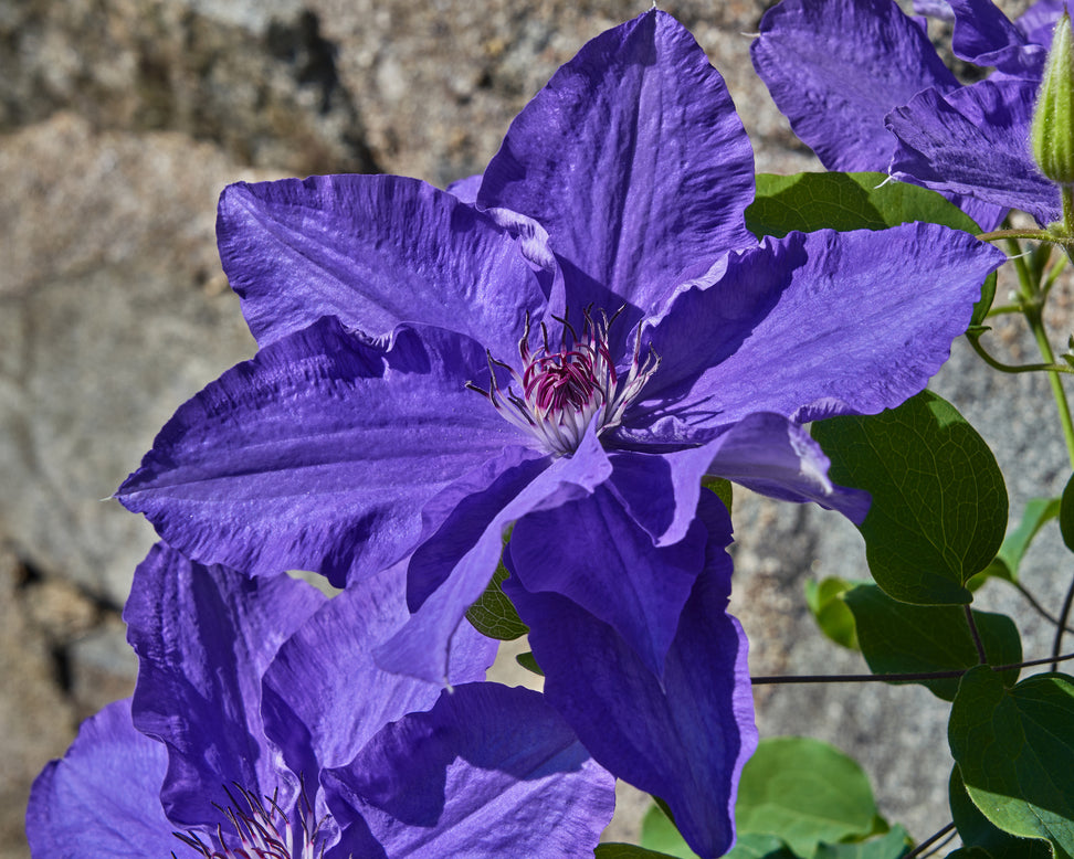 Clematis 'Lindsay'