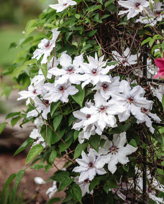 Clematis 'Miss Bateman' Clematis 'Miss Bateman'