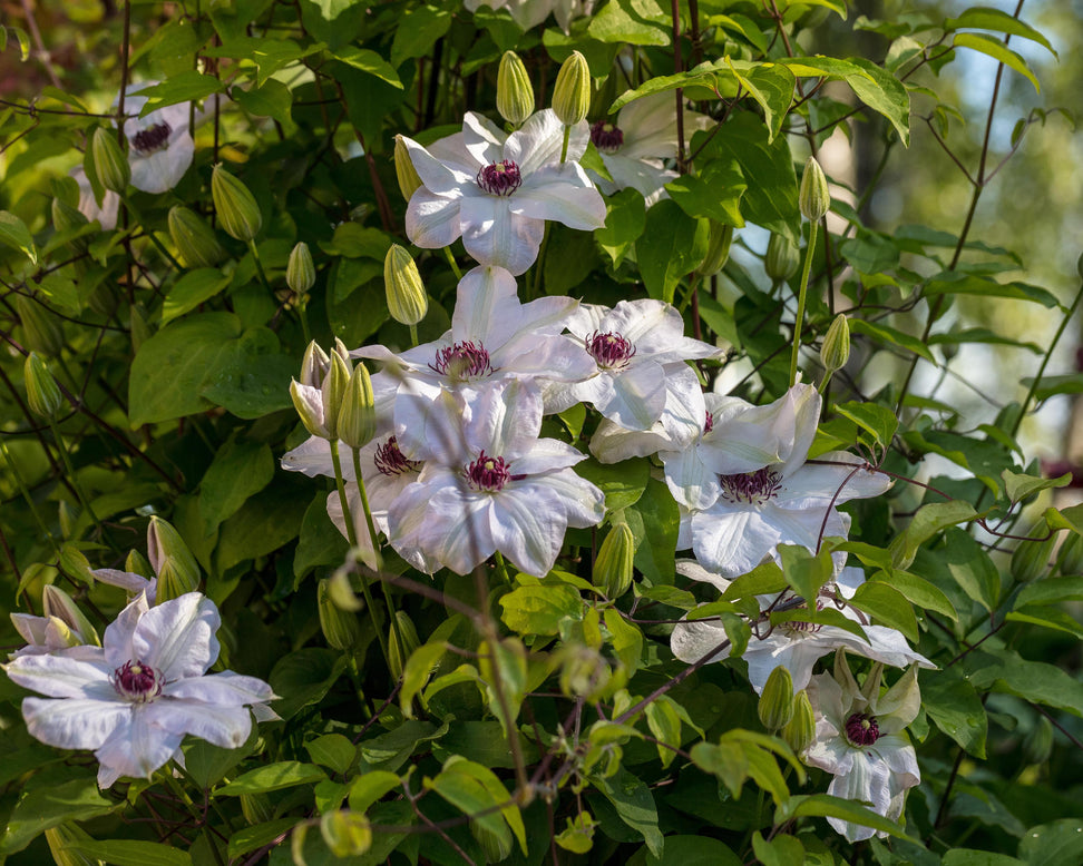 Clematis 'Miss Bateman'