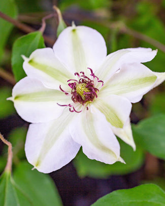 Clematis 'Miss Bateman' Clematis 'Miss Bateman'